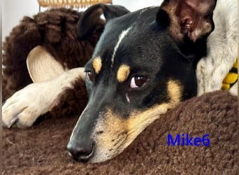 Mike6 geb. 01/2026 (in Deutschland) - offener und sozialer Welpe sucht seine Familie!