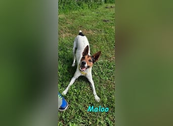 Maloo geb. 11/2022 (in Deutschland) - kleiner Ratonero Bodeguero Andaluz!