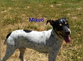 Mike6 geb. 01/2026 (ESP) - offener und sozialer Welpe sucht seine Familie!