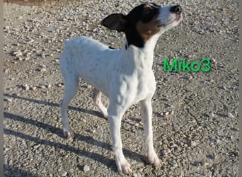 Miko3 geb. 04/2025 (ESP) - fröhlicher, verträglicher und neugieriger Bodeguero Welpe!