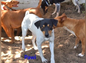 Pawi geb. 01/2022 (ESP) - verschmuster und fröhlicher Hundekumpel!