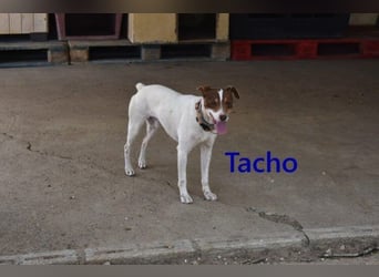 Tacho geb. 06/2024 (ESP) - verträglicher Hundebub sucht seinen Wirkungskreis!