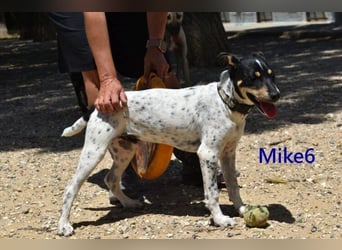 Mike6 geb. 01/2026 (ESP) - offener und sozialer Welpe sucht seine Familie!