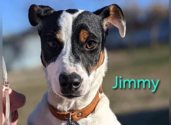 Jimmy geb. 09/2025 (ESP) - neugieriger und sportlicher Ratonero Bodeguero Andaluz Welpe!