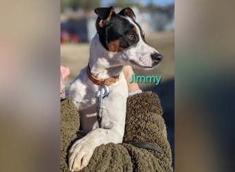 Jimmy geb. 09/2025 (ESP) - neugieriger und sportlicher Ratonero Bodeguero Andaluz Welpe!