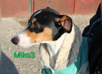 Miko3 geb. 04/2025 (ESP) - fröhlicher, verträglicher und neugieriger Bodeguero Welpe!