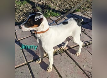 Jimmy geb. 09/2025 (ESP) - neugieriger und sportlicher Ratonero Bodeguero Andaluz Welpe!