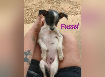 Fussel geb. 07/2026 (ESP) - liebevolles Hundemächen sucht ihre Menschen!
