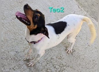 Teo2 geb. 04/2022 (ESP) - kleiner, fröhlicher Charmeur sucht SEINE Menschen!