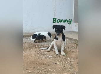 Bonny geb. 07/2026 (ESP) - zeigen wir ihm, dass Menschen durchaus Gutes in sich tragen!