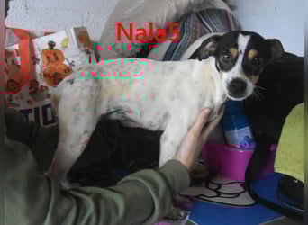 Nala5 geb. 04/2024 (ESP) - liebevolle, kleine Bodeguero Ratonero Andaluz Hündin!