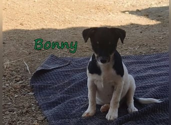 Bonny geb. 07/2026 (ESP) - zeigen wir ihm, dass Menschen durchaus Gutes in sich tragen!