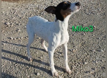 Miko3 geb. 04/2025 (ESP) - fröhlicher, verträglicher und neugieriger Bodeguero Welpe!