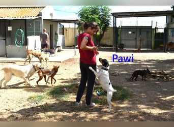 Pawi geb. 01/2022 (ESP) - verschmuster und fröhlicher Hundekumpel!