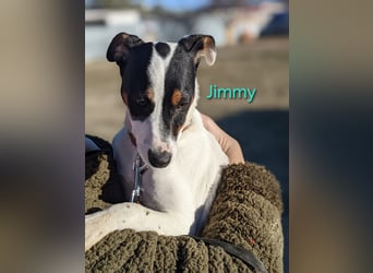 Jimmy geb. 09/2025 (ESP) - neugieriger und sportlicher Ratonero Bodeguero Andaluz Welpe!