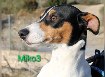 NOTFALL! Miko3 geb. 04/2025 (ESP) - fröhlicher, verträglicher und neugieriger Bodeguero Welpe!