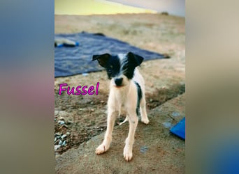 Fussel geb. 07/2026 (ESP) - liebevolles Hundemächen sucht ihre Menschen!