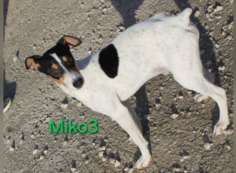 Miko3 geb. 04/2025 (ESP) - fröhlicher, verträglicher und neugieriger Bodeguero Welpe!