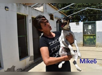 Mike6 geb. 01/2026 (ESP) - offener und sozialer Welpe sucht seine Familie!