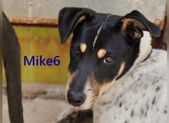 Mike6 geb. 01/2026 (ESP) - offener und sozialer Welpe sucht seine Familie!