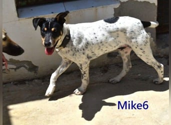 Mike6 geb. 01/2026 (ESP) - offener und sozialer Welpe sucht seine Familie!
