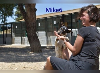 Mike6 geb. 01/2026 (ESP) - offener und sozialer Welpe sucht seine Familie!