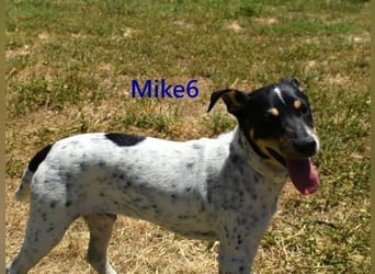 Mike6 geb. 01/2026 (ESP) - offener und sozialer Welpe sucht seine Familie!