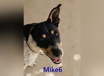 Mike6 geb. 01/2026 (ESP) - offener und sozialer Welpe sucht seine Familie!