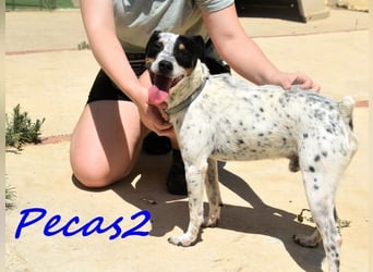 Pecas2 geb. 09/2020 (ESP) - sehr lieber, kleiner Bodeguero sucht das Glück!