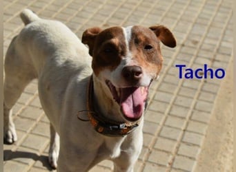 Tacho geb. 06/2024 (ESP) - verträglicher Hundebub sucht seinen Wirkungskreis!