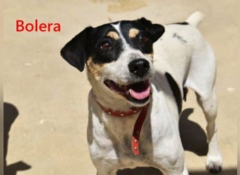 Bolera geb. 02/2018 (ESP) - unkomplizierte und verschmuste Hundedame hat endlich Glück verdient!