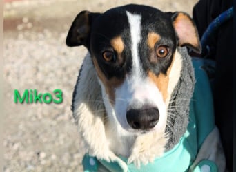 Miko3 geb. 04/2025 (ESP) - fröhlicher, verträglicher und neugieriger Bodeguero Welpe!