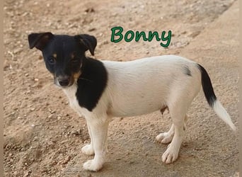 Bonny geb. 07/2026 (ESP) - zeigen wir ihm, dass Menschen durchaus Gutes in sich tragen!