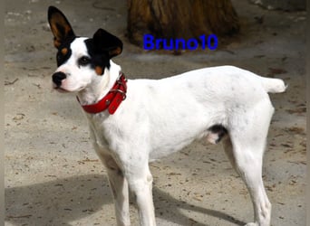 Bruno10 geb. 02/2025 (ESP) - verschmuster und menschenbezogener Bodeguero Ratonero Andaluz Welpe!