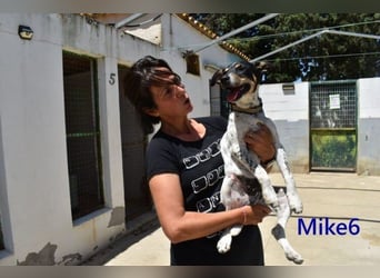 Mike6 geb. 01/2026 (ESP) - offener und sozialer Welpe sucht seine Familie!