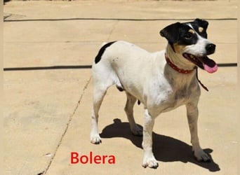 Bolera geb. 02/2018 (ESP) - unkomplizierte und verschmuste Hundedame hat endlich Glück verdient!