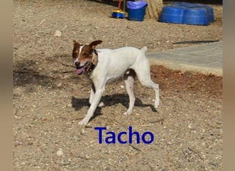 Tacho geb. 06/2024 (ESP) - verträglicher Hundebub sucht seinen Wirkungskreis!