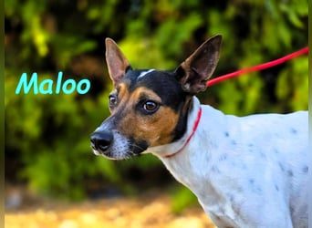 Maloo geb. 11/2022 (ESP) - kleiner Ratonero Bodeguero Andaluz!