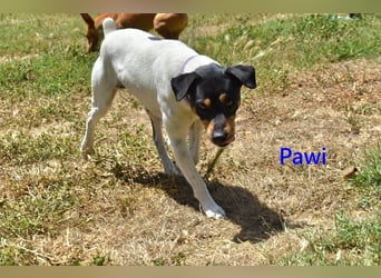 Pawi geb. 01/2022 (ESP) - verschmuster und fröhlicher Hundekumpel!