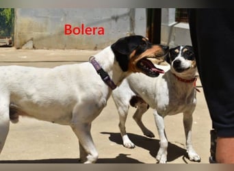 Bolera geb. 02/2018 (ESP) - unkomplizierte und verschmuste Hundedame hat endlich Glück verdient!