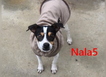 Nala5 geb. 04/2024 (ESP) - liebevolle, kleine Bodeguero Ratonero Andaluz Hündin!