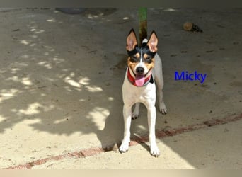 Micky geb. 01/2025 (ESP) - freundlicher, hübscher Hundejunge!