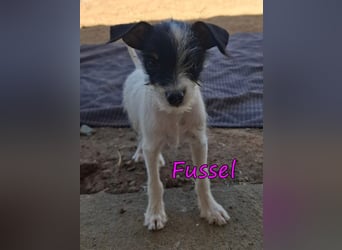 Fussel geb. 07/2026 (ESP) - liebevolles Hundemächen sucht ihre Menschen!