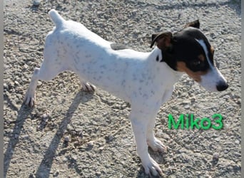 NOTFALL! Miko3 geb. 04/2025 (ESP) - fröhlicher, verträglicher und neugieriger Bodeguero Welpe!