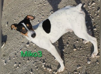 NOTFALL! Miko3 geb. 04/2025 (ESP) - fröhlicher, verträglicher und neugieriger Bodeguero Welpe!