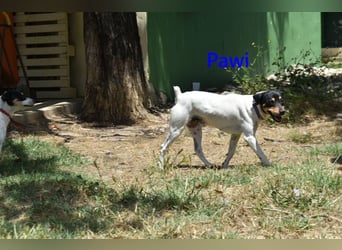 Pawi geb. 01/2022 (ESP) - verschmuster und fröhlicher Hundekumpel!