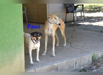 Pawi geb. 01/2022 (ESP) - verschmuster und fröhlicher Hundekumpel!