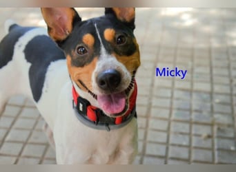 Micky geb. 01/2025 (ESP) - freundlicher, hübscher Hundejunge!