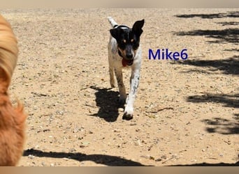 Mike6 geb. 01/2026 (ESP) - offener und sozialer Welpe sucht seine Familie!
