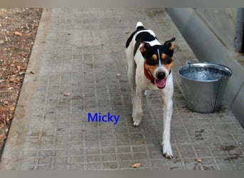 Micky geb. 01/2025 (ESP) - freundlicher, hübscher Hundejunge!